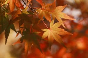 Fun and Engaging Fall Sensory Activities for Children with Autism