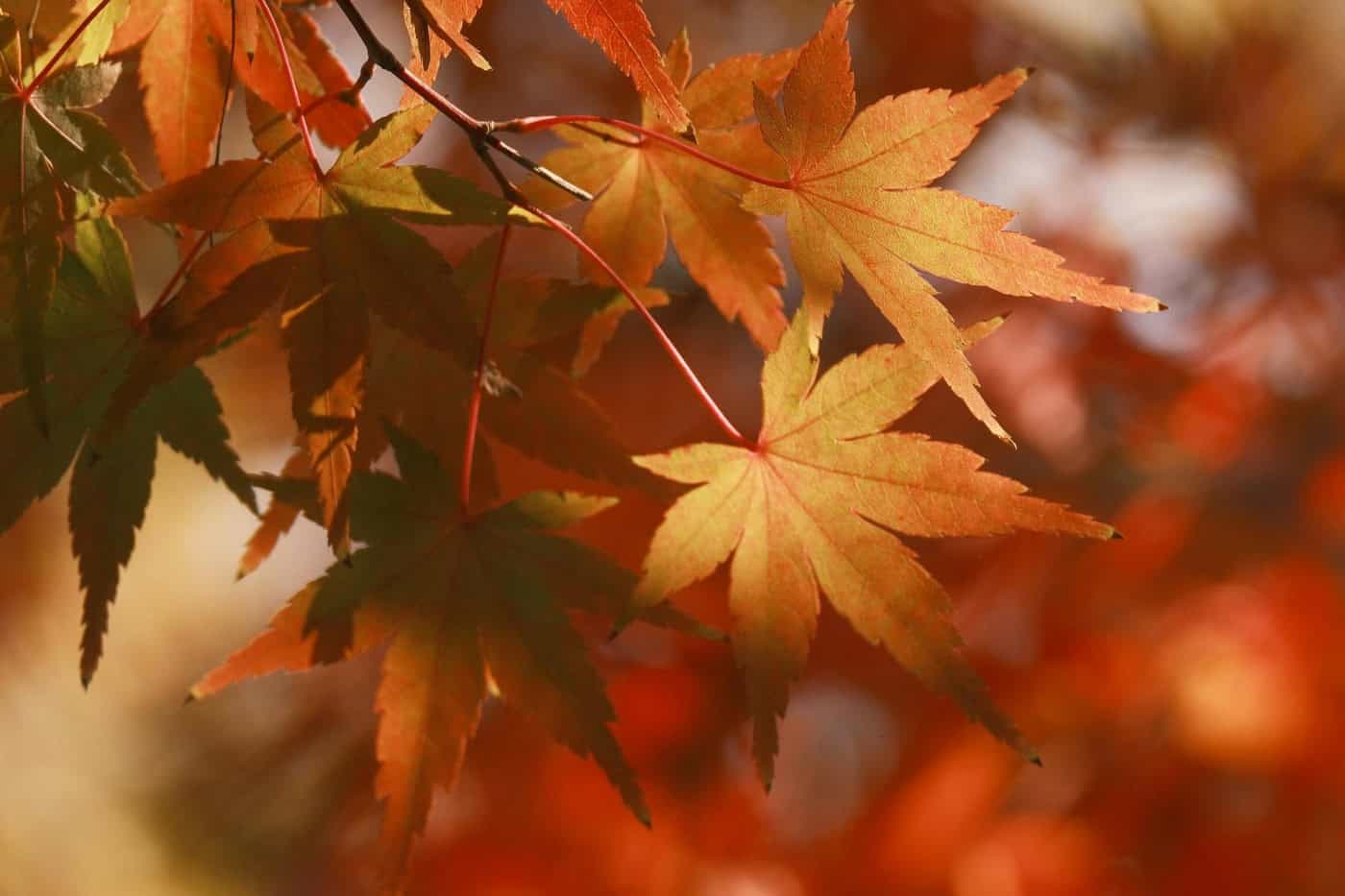 Fun and Engaging Fall Sensory Activities for Children with Autism